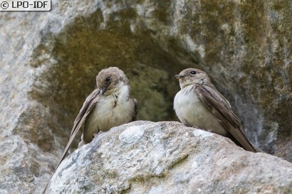 Hirondelle de rochers
