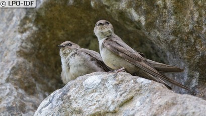 Hirondelle de rochers