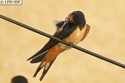 Hirondelle rustique