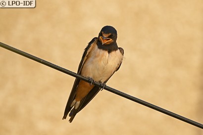 Hirondelle rustique
