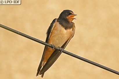 Hirondelle rustique