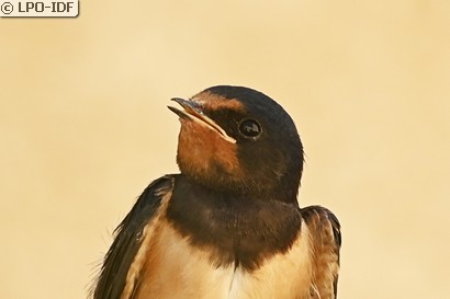 Hirondelle rustique