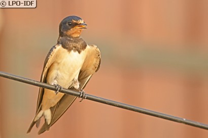 Hirondelle rustique