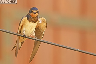Hirondelle rustique