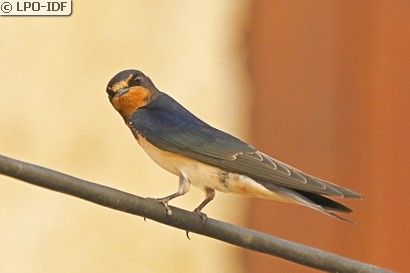 Hirondelle rustique