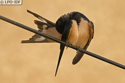 Hirondelle rustique