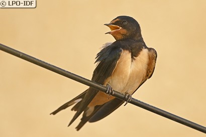 Hirondelle rustique