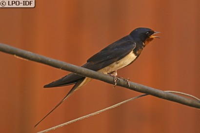 Hirondelle rustique