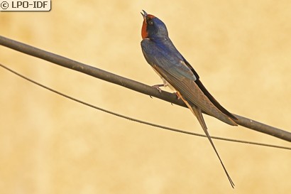 Hirondelle rustique