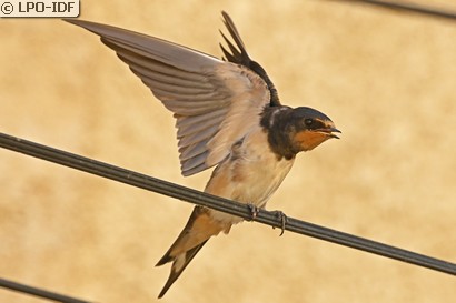 Hirondelle rustique