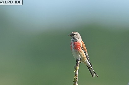 Linotte mélodieuse