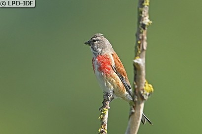 Linotte mélodieuse