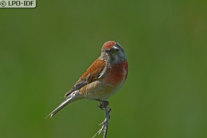 Linotte mélodieuse