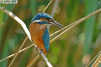 Martin-pêcheur d'Europe