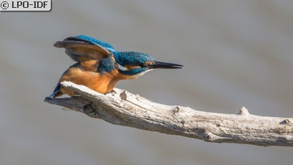 Martin-pêcheur d'Europe