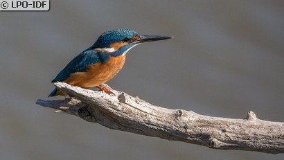 Martin-pêcheur d'Europe