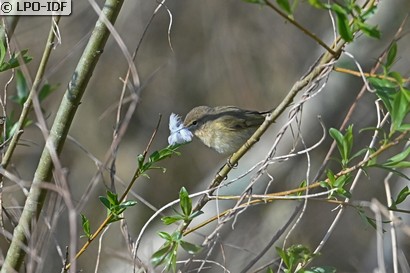 Pouillot véloce