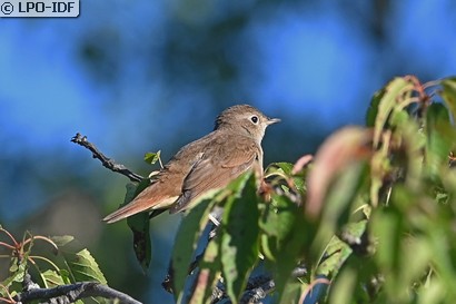 Rossignol philomèle