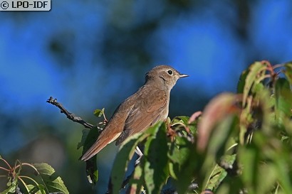 Rossignol philomèle