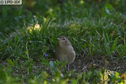 Rossignol philomèle