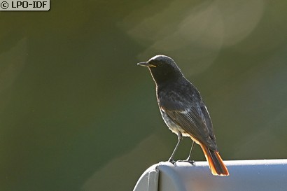 Rougequeue noir