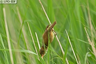 Rousserolle effarvatte