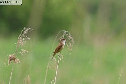 Rousserolle effarvatte