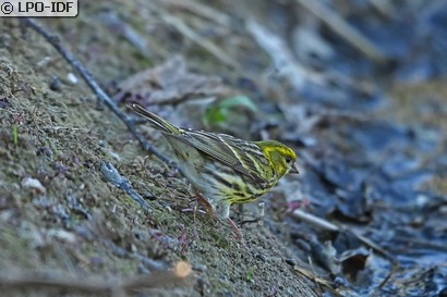 Serin cini