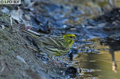 Serin cini