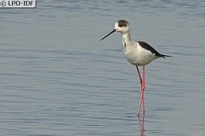 Échasse blanche