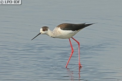 Échasse blanche