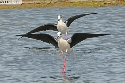 Échasse blanche