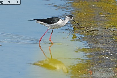 Échasse blanche