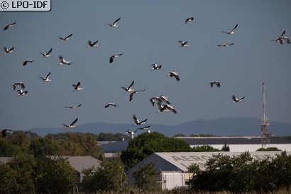 Cigogne blanche