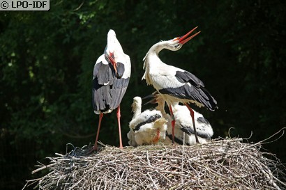 Cigogne blanche