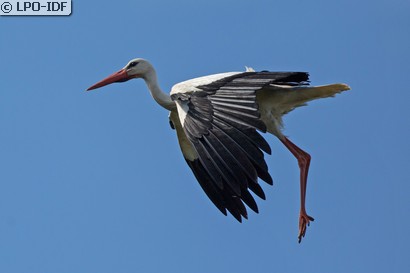 Cigogne blanche