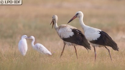 Cigogne blanche