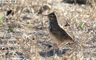 Cochevis huppé