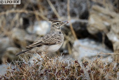 Cochevis huppé