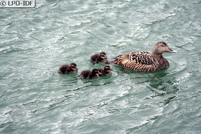 Eider à duvet