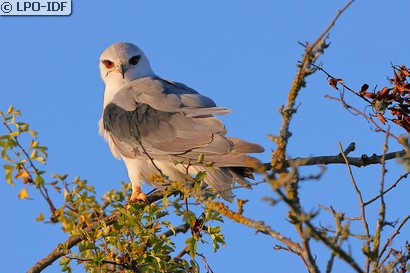 Elanion blanc