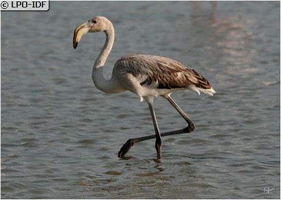 Flamant rose
