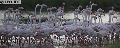 Flamant rose