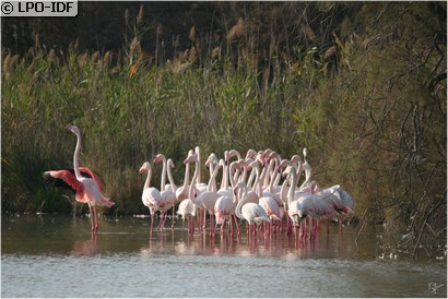 Flamant rose