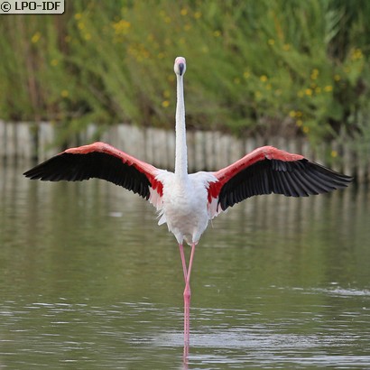 Flamant rose