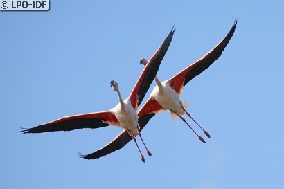 Flamant rose