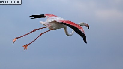 Flamant rose