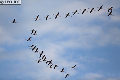 Flamant rose
