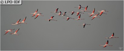 Flamant rose