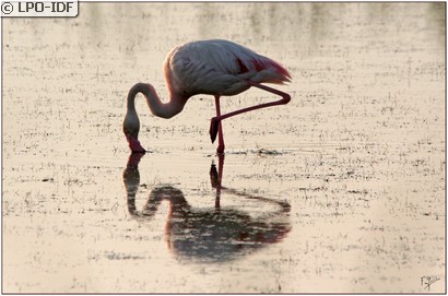 Flamant rose
